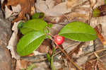 Eastern teaberry <BR>Wintergreen